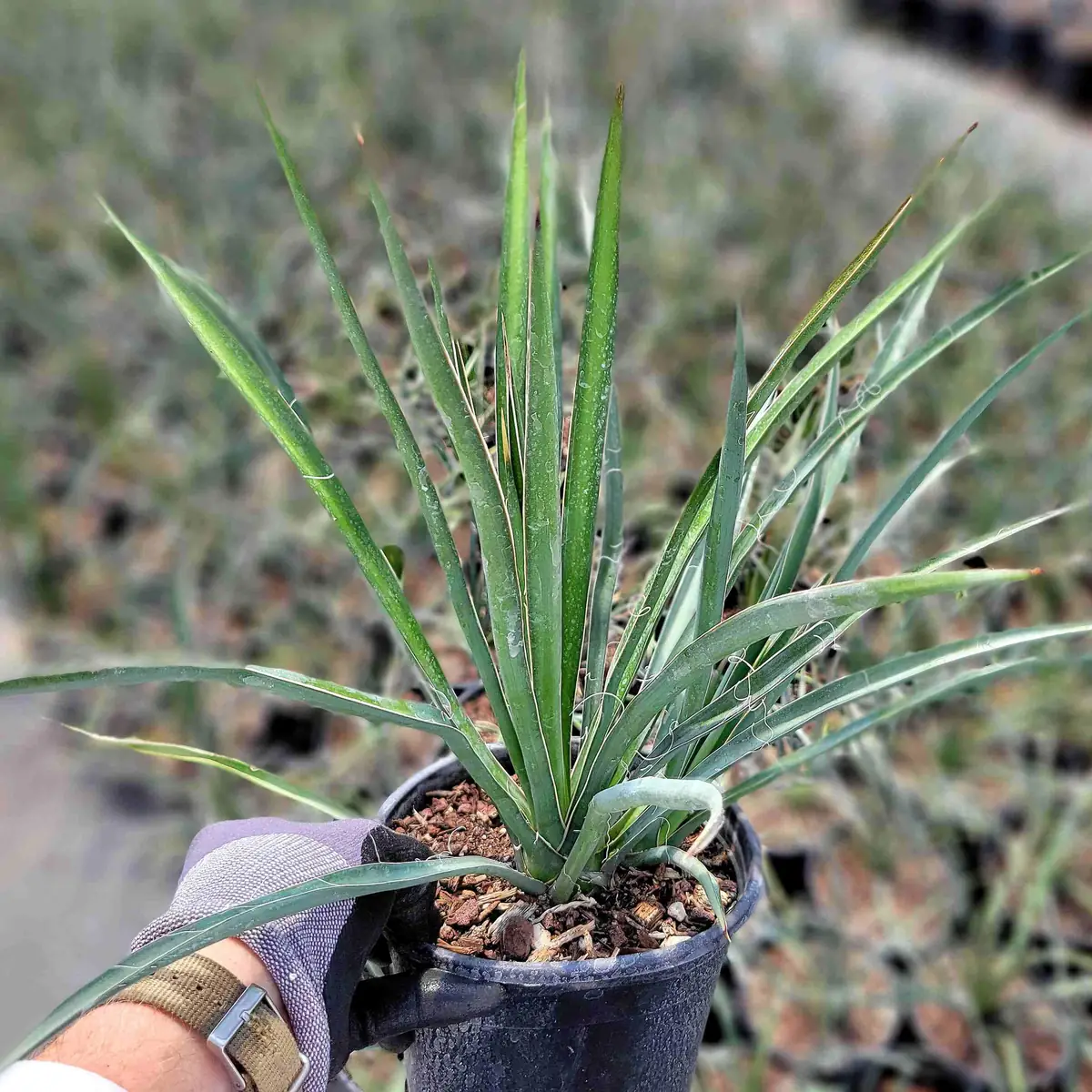 Torrey Yucca Live Plant – Yucca treculeana – 1 Gallon – Outdoor Drought Tolerant Shrub - Image 1