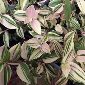 Tradescantia Albiflora Rainbow Live Plant - 2.5