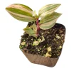 Tradescantia Chrysophylla Variegated Live Plant - Baby Bunny Bellies Houseplant - Image 1