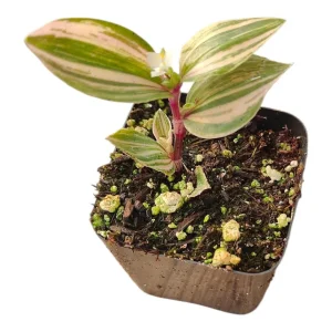 Tradescantia Chrysophylla Variegated Live Plant - Baby Bunny Bellies Houseplant - Image 1