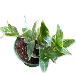 Tradescantia fluminensis 'Albovittata' Wandering Dude Live Succulent Plant - Image 3