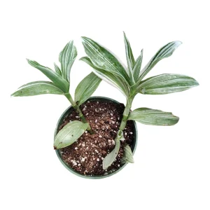 Tradescantia fluminensis 'Albovittata' Wandering Dude Live Succulent Plant - Image 5