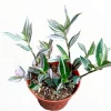 Tradescantia Lavender Variegata Wandering Dude Houseplant Live Plant - Image 1