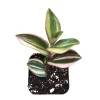 Tradescantia Mundula Lisa Tricolor Live Plant - Potted Houseplant - Image 1