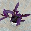 Tradescantia Nanouk Lilac Live Plant – 3 inch Nursery Pot – Indoor/Outdoor - Image 1