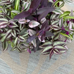 Tradescantia Nanouk Lilac Live Plant – 3 inch Nursery Pot – Indoor/Outdoor - Image 3