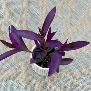Tradescantia Nanouk Lilac Live Plant – 3 inch Nursery Pot – Indoor/Outdoor - Image 1