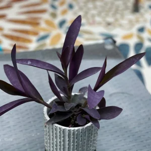 Tradescantia Nanouk Lilac Live Plant – 3 inch Nursery Pot – Indoor/Outdoor - Image 4