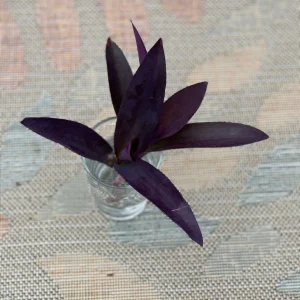 Tradescantia Nanouk Lilac Live Plant – 3 inch Nursery Pot – Indoor/Outdoor - Image 5