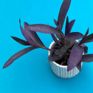 Tradescantia Nanouk Lilac Live Plant – 3 inch Nursery Pot – Indoor/Outdoor - Image 6