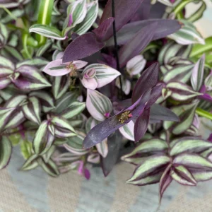 Tradescantia Nanouk Lilac Live Plant – 3 inch Nursery Pot – Indoor/Outdoor - Image 8