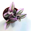 Tradescantia Nanouk Lilac Live Plant - 3 inch Pot - Easy Care Indoor Houseplant - Image 1