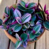 Tradescantia Nanouk Lilac Live Plant - Rare Pink Wandering Jew - Easy Care Indoor Houseplant - Image 1