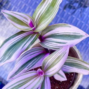 Tradescantia Nanouk Lilac Live Plant - Rare Pink Wandering Jew - Easy Care Indoor Houseplant - Image 3