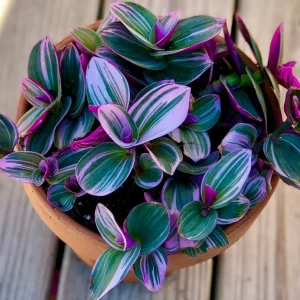 Tradescantia Nanouk Lilac Live Plant - Rare Pink Wandering Jew - Easy Care Indoor Houseplant - Image 1