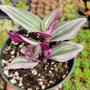 Tradescantia Nanouk Live Houseplant – Pink Wandering Jew – Potted Indoor Plant - Image 5