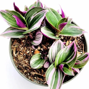 Tradescantia Nanouk Live Houseplant – Pink Wandering Jew – Potted Indoor Plant - Image 7
