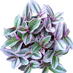 Tradescantia Nanouk Live Houseplant – Pink Wandering Jew – Potted Indoor Plant - Image 8