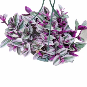 Tradescantia Nanouk Live Houseplant – Pink Wandering Jew – Potted Indoor Plant - Image 9