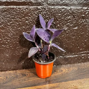 Tradescantia Nanouk Live Plant - Pink & Green Variegated Houseplant in Nursery Pot - Image 2