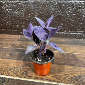 Tradescantia Nanouk Live Plant - Pink & Green Variegated Houseplant in Nursery Pot - Image 5