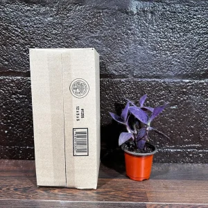 Tradescantia Nanouk Live Plant - Pink & Green Variegated Houseplant in Nursery Pot - Image 8