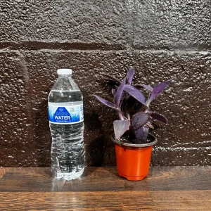 Tradescantia Nanouk Live Plant - Pink & Green Variegated Houseplant in Nursery Pot - Image 9