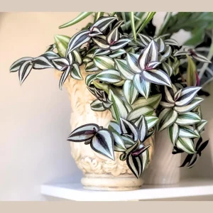 Tradescantia Nanouk Live Plant – Pink Silver Wandering Jew – 4