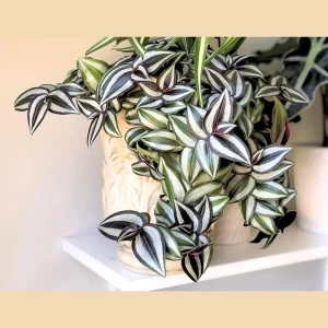 Tradescantia Nanouk Live Plant – Pink Silver Wandering Jew – 4