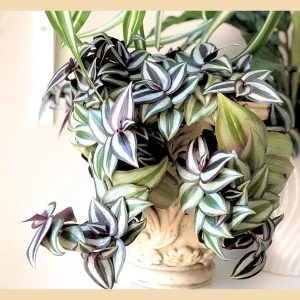 Tradescantia Nanouk Live Plant – Pink Silver Wandering Jew – 4