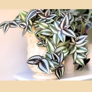 Tradescantia Nanouk Live Plant – Pink Silver Wandering Jew – 4
