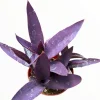 Tradescantia pallida 'Kartuz Giant' Purple Heart Succulent Live Plant - Image 1