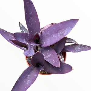 Tradescantia pallida 'Kartuz Giant' Purple Heart Succulent Live Plant - Image 2
