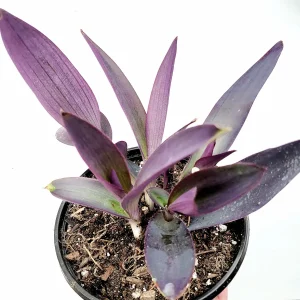 Tradescantia pallida 'Kartuz Giant' Purple Heart Succulent Live Plant - Image 3