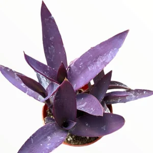 Tradescantia pallida 'Kartuz Giant' Purple Heart Succulent Live Plant - Image 1
