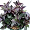 Tradescantia pallida 'Purple Heart' Wandering Dude Live Succulent Plant - Easy Care - Image 1