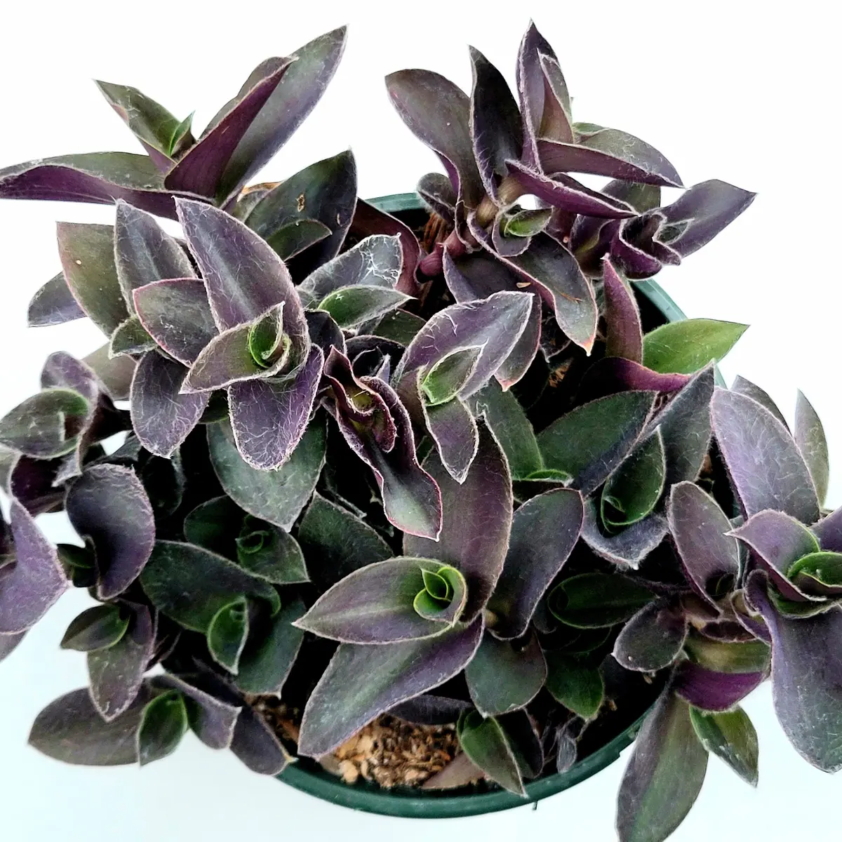 Tradescantia pallida 'Purple Heart' Wandering Dude Live Succulent Plant - Easy Care - Image 2