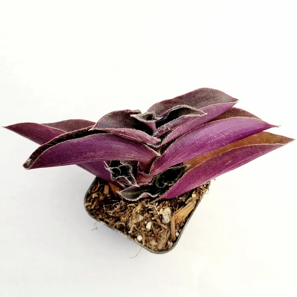 Tradescantia pallida 'Purple Heart' Wandering Dude Live Succulent Plant - Easy Care - Image 4