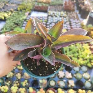 Tradescantia pallida 'Purple Heart' Wandering Dude Live Succulent Plant - Easy Care - Image 5