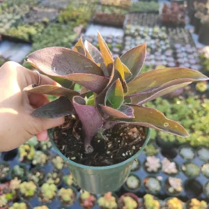 Tradescantia pallida 'Purple Heart' Wandering Dude Live Succulent Plant - Easy Care - Image 6