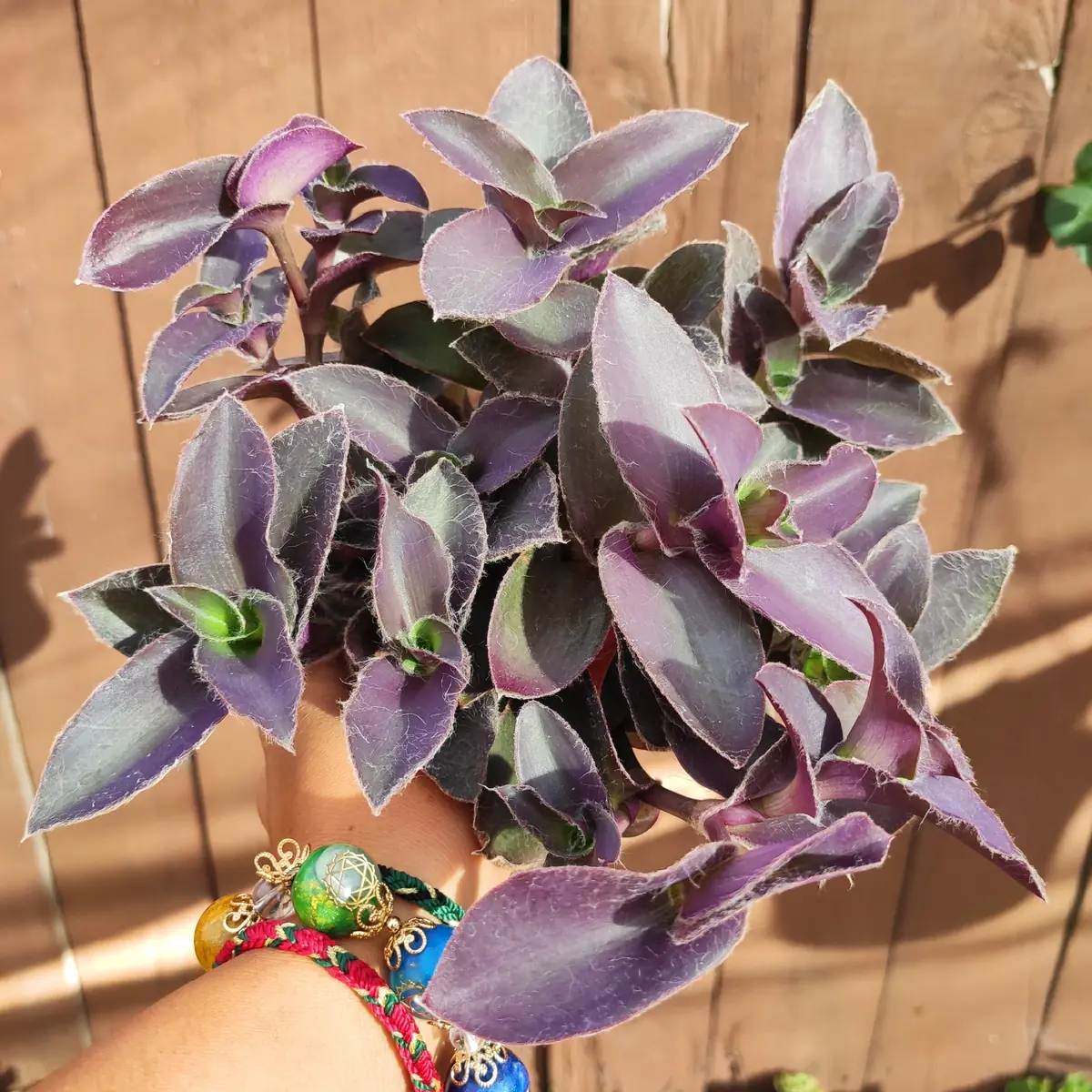 Tradescantia pallida 'Purple Heart' Wandering Dude Live Succulent Plant - Easy Care - Image 7