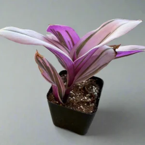 Tradescantia Pink Furry Live Plant - Fuzzy Trailing Houseplant for Indoor Display - Image 2