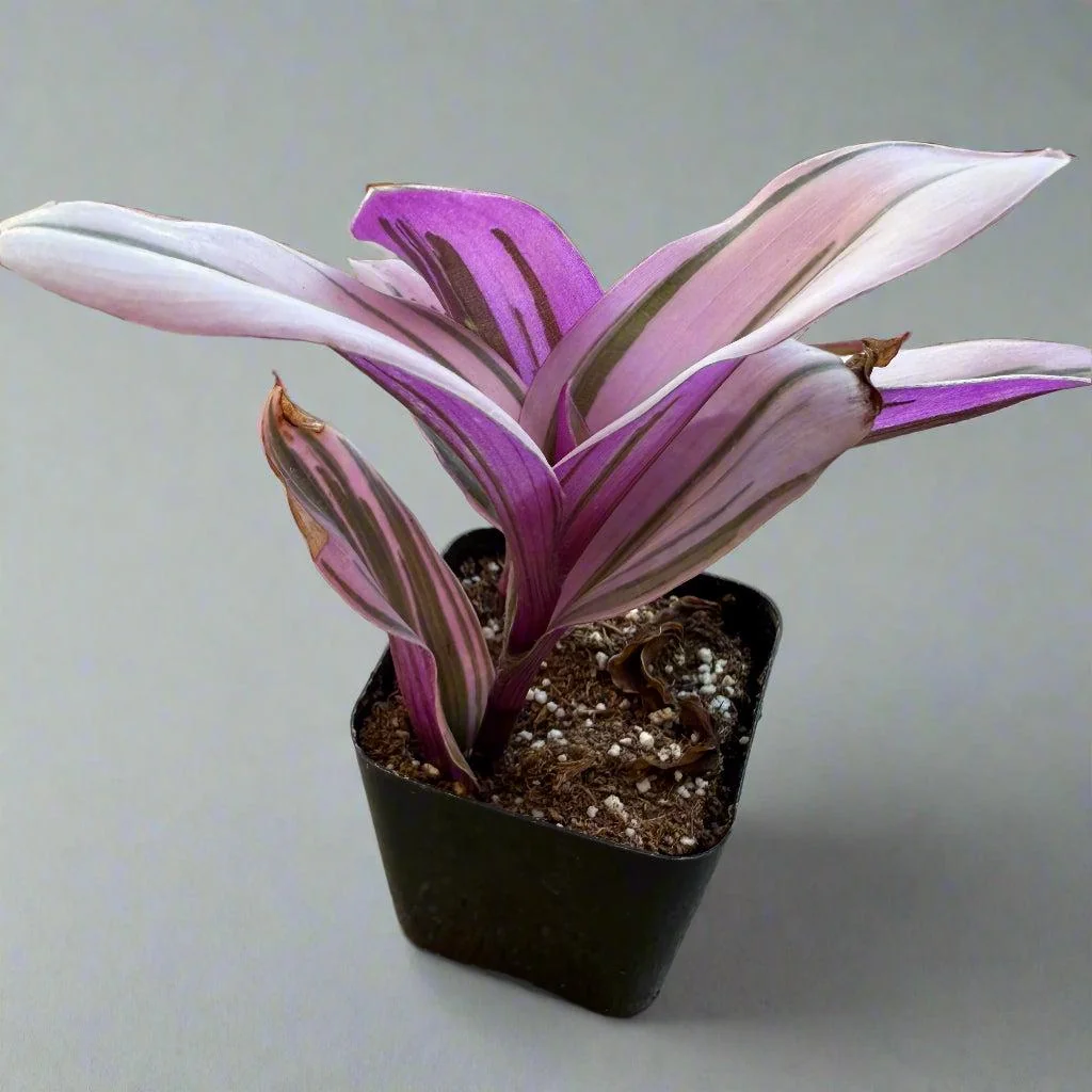 Tradescantia Pink Furry Live Plant - Fuzzy Trailing Houseplant for Indoor Display - Image 2