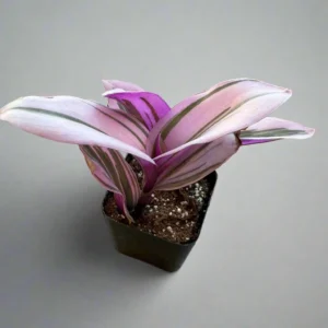 Tradescantia Pink Furry Live Plant - Fuzzy Trailing Houseplant for Indoor Display - Image 3