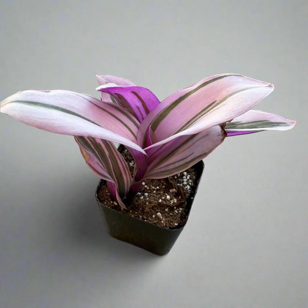 Tradescantia Pink Furry Live Plant - Fuzzy Trailing Houseplant for Indoor Display - Image 3