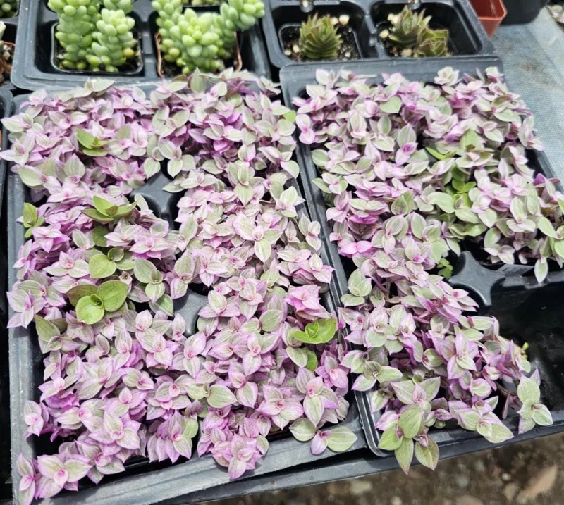 Tradescantia Pink Paradise Live Plant – 2 inch Pot Starter – Variegated Inch Plant – Indoor Trailing Houseplant - Image 2