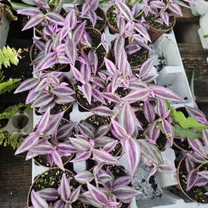 Tradescantia Pink Paradise Live Plant – 2in Pot – Purple Inch Plant – Indoor - Image 4