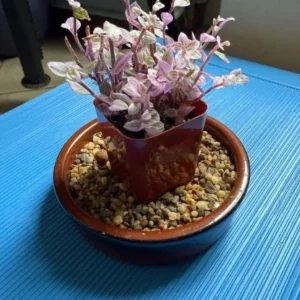 Tradescantia Pink Paradise Live Plant – 4