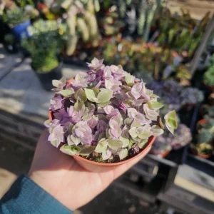 Tradescantia Pink Paradise Live Plant – 4