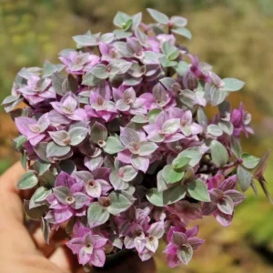 Tradescantia Pink Paradise Live Plant – 4" Pot Variegated Inch Plant – Indoor Trailing Houseplant - Image 1